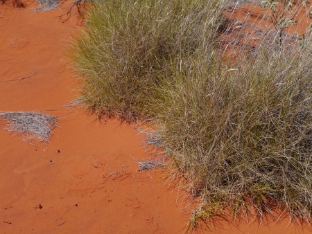 Soft Spinifex in the outback of Australiaの写真素材