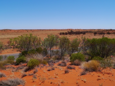 Growth on the red earth of the outback in Australiaの写真素材
