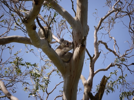 Koala in an Eucalyptus tree in Australiaの写真素材