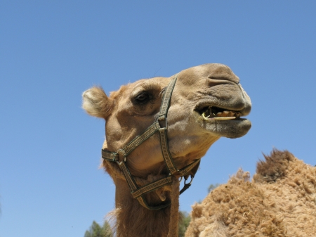 A dromedary with a halter at a Australian camel farmの写真素材