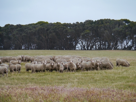 Sheep on Kangeroo Island in Australiaの写真素材