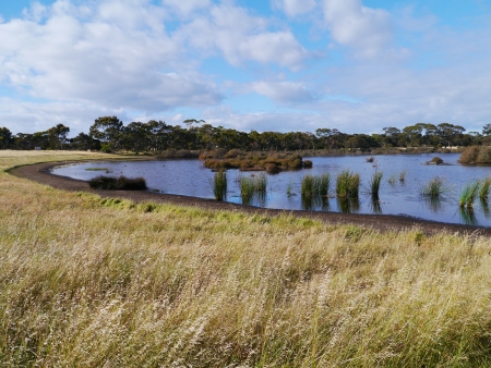 Pond with grass in front on Kangaroo island in Australiaの写真素材