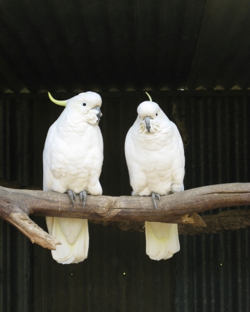 The Sulphur-crested Cockatoo in Australiaの写真素材