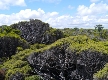 Flinders Chase is a national park on Kangaroo Island, South Australiaの写真素材