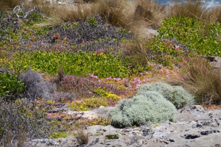 Succulent plants on the rocks of Kangaroo island in Australiaの写真素材