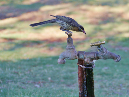 Spiny-cheeked Honeyeater  Acanthagenys rufogularis  on a tap in Australia