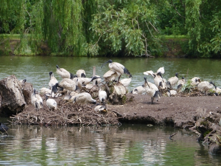 Australian White Ibis  Threskiornis moluccus  birds on an island in a lake in Australiaの写真素材
