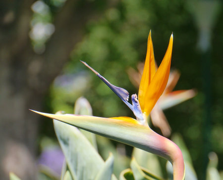 A orange flowering strelitzia plant also called bird of paradiseの写真素材