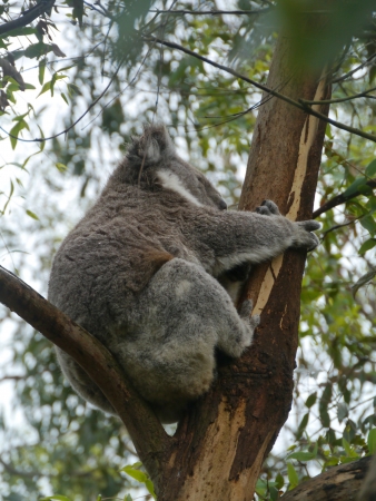 Koala  Phascolarctos cinereus  in an Eucalyptus tree in Australiaの写真素材