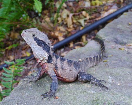 An eastern bearded dragon  Pogona barbata  is an agamid lizard found in wooded parts of Australia