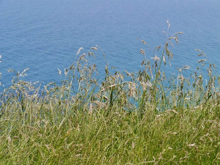 Flowering grasses on the coast of  the Southern ocean in Victoria in Australia の写真素材