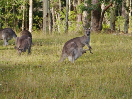A kangaroo with a young in the pouch at Worrowing heights in Huskisson in New south Wales in Australiaの写真素材