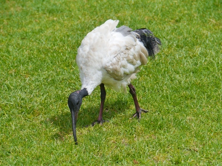 Australian White Ibis  Threskiornis moluccus  in a park in Sydney in Australiaの写真素材