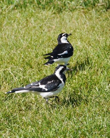 The Magpie-lark  Grallina cyanoleuca  or Mudlark or Peewee or Murray magpie is native to Australiaの写真素材
