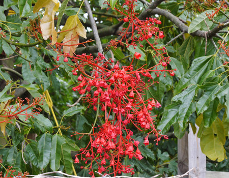 The Australian Brachychiton acerifolius Illawarra Flame Tree  Brachychiton acerifolius  with the bright red bell-shaped flowers in Australiaの写真素材