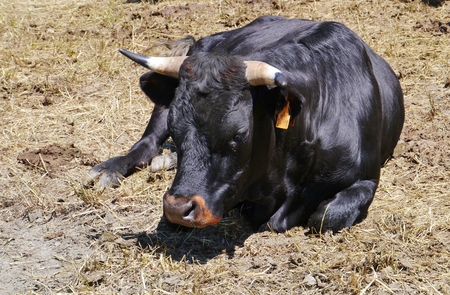 Cows at a farm in the Aosta Valley in the north of Italyの写真素材