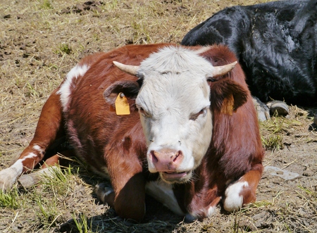 Cows at a farm in the Aosta Valley in the north of Italyの写真素材