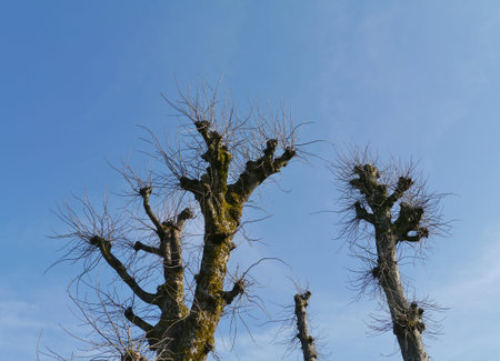 Barren trees opposite a blue sky