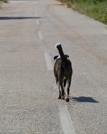 A young enthusiastic black dog on the road of the Croatian island Lastovoの写真素材