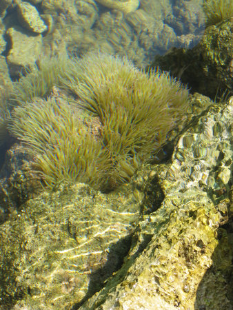 Under water water plants at the coast of Croatiaの写真素材
