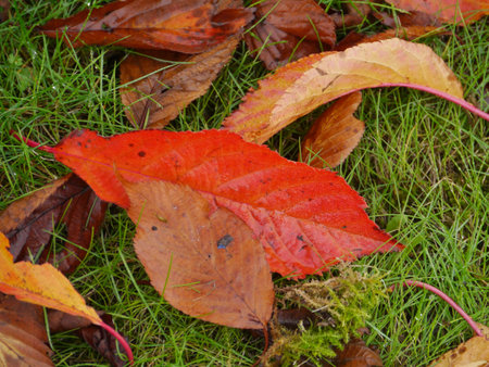 Colorful autumnal leaves in autumn