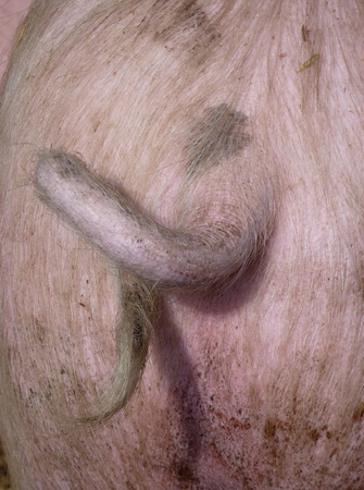 The curling tail of a young pigの写真素材