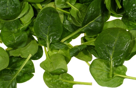 Fresh spinach it is a leaf vegetable or leafy greenの写真素材