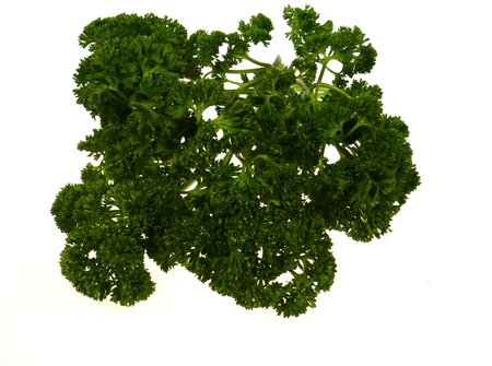 The fresh green leaves of a parsley plantの写真素材