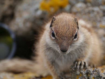 Barbary ground squirrel (atlantoxerus getulus) on the Spanish island Fuerteventura one of the Canary islands in the Atlantic Ocean belonging to Spainの写真素材