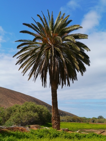 The valley of the palm trees  or Barranco de las Penitas on the Canary island Fuerteventura belonging to Spainの写真素材