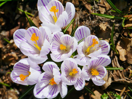 Lilac blooming crocus flowers in springの写真素材