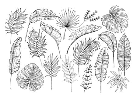 Set of tropical leaves. Drawing sketches of leaves. Vector illustrationのイラスト素材