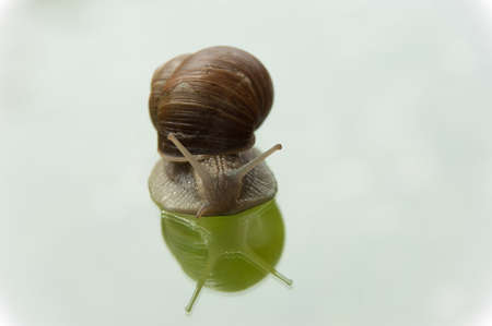 living apple snail crawling  on glass plateの写真素材
