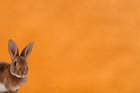 lovely Easter bunny in orange spaceの写真素材