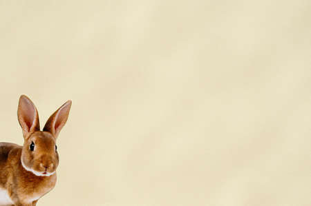 lovely Easter bunny in white spaceの写真素材