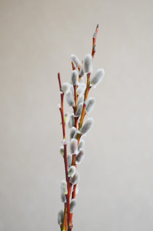 Bunch of catkin twigs