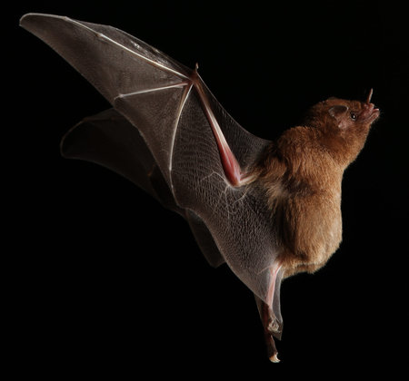 Male bat flying over black background