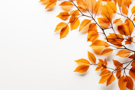 Autumn leaves on white background. Flat lay, top view.の素材
