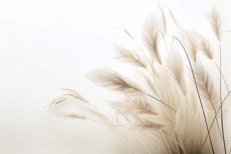 feathers on white background, soft focus, copy space for textの素材
