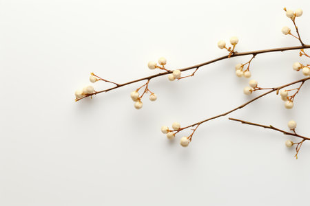 Branch with flowers on white background, top view. Space for textの素材