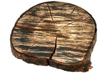 Cross section of tree trunk showing growth rings isolated on white background.の写真素材