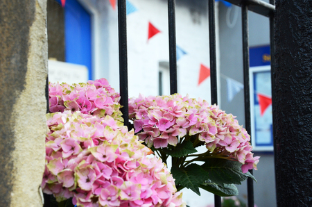 Pink flowersの写真素材