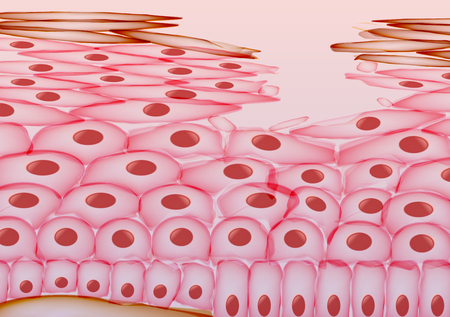 Skin Cell Damage, Layersのイラスト素材