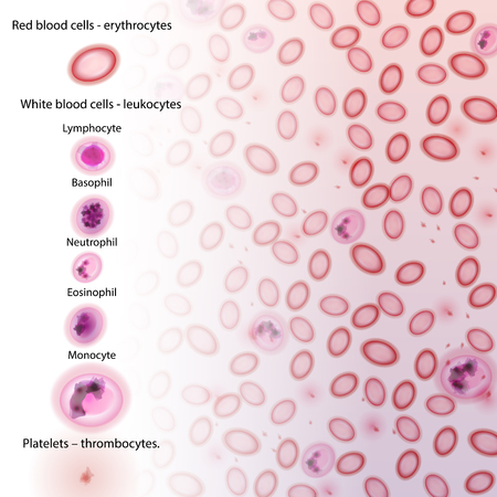 Blood Cell Type Descriptions - Illustrationのイラスト素材