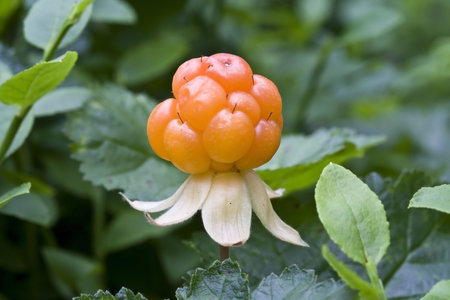 Closeup of one cloudberry