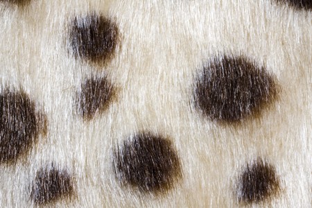 Texture of leopardskin Pattern fabric backgroundの写真素材