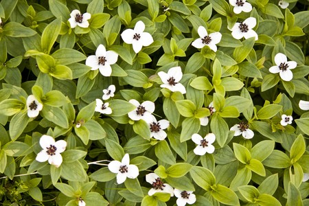 Beautiful white wild flowers in forest closeupの写真素材