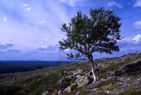 Beautiful wild landscape of lonely tree and blue sky の写真素材