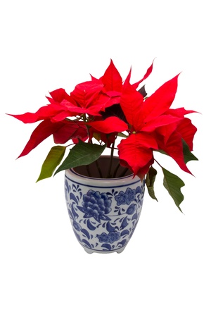 Christmas Flower Isolated on White Backgroundの写真素材