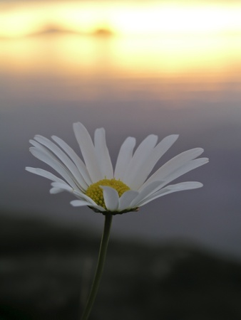 Beautiful wild flower and sunsetの写真素材